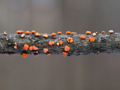 Coral Spot Fungus