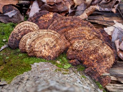 Thin-maze Flat Polypore Fungus