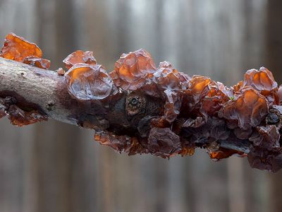 Amber Jelly Roll Fungus