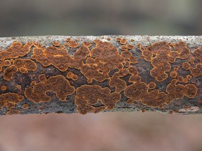 Reddish-Brown Crust Fungus