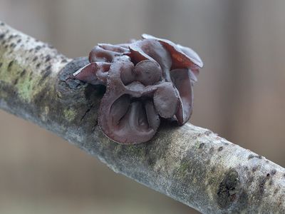 Amber Jelly Roll Fungus