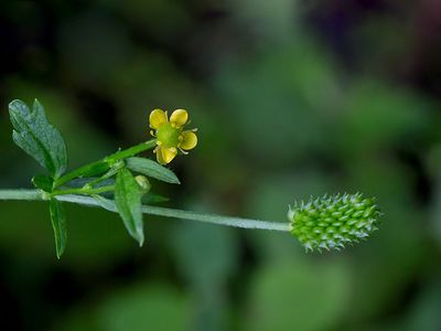 Bristly Crowfoot