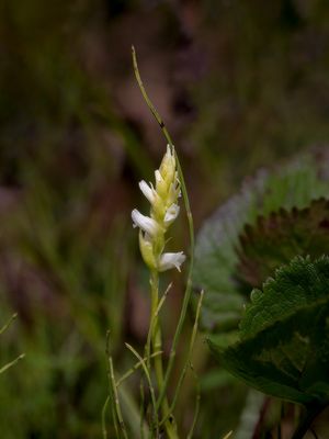 Hooded Ladies'-tresses Orchid and Dwarf Scouring Rush