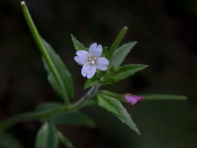 Northern Willow-Herb