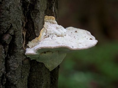 Lumpy Bracket Fungus