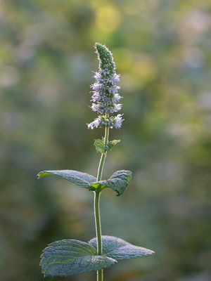 Apple Mint