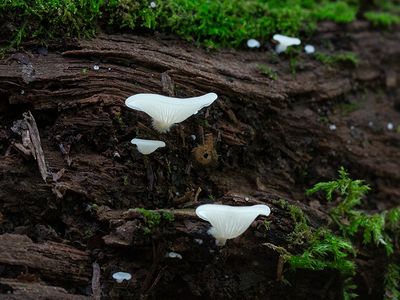 Flat Crep Mushroom