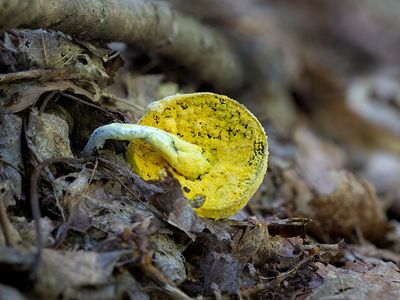 Unidentified Bolete Mushroom Parasitized by The Bolete Eater