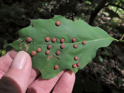 Oak Leaf Gall Midge Galls