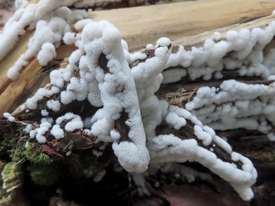 Honeycomb Coral Slime Mold