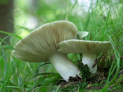 Green Russula Mushroom