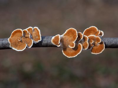 Violet Toothed Polypore Fungus