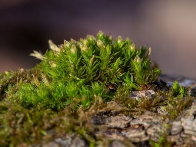 Bald Bristle Moss with Crispy Tuft Moss to the left and behind 