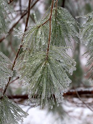 White Pine Needles in Ice