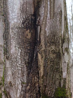 Target Canker on Red Maple