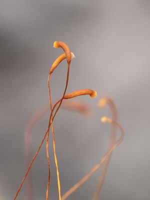Golden Foxtail Moss Capsules