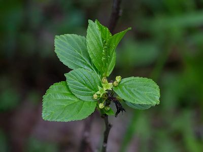 Alder-Leaved Buckthorn