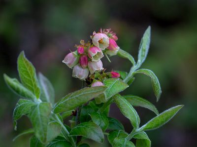 Velvet-leaf Blueberry