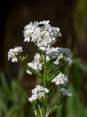 Horseradish