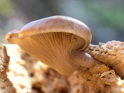 Fungus Gnat on Oyster Mushroom