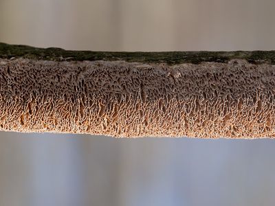 Brown-toothed Crust Fungus