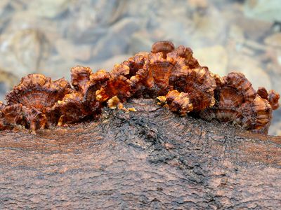 Hairy Parchment Fungus