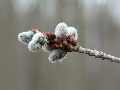 Quaking Aspen