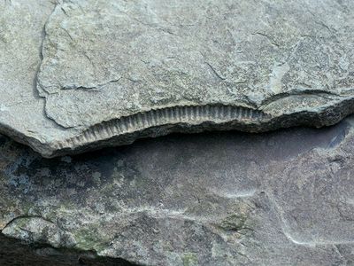 Crinoid Stem Fossil