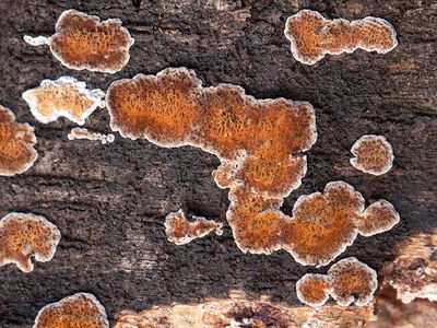 Ochre Spreading Tooth Fungus