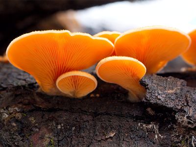 Orange Mock Oyster Mushroom