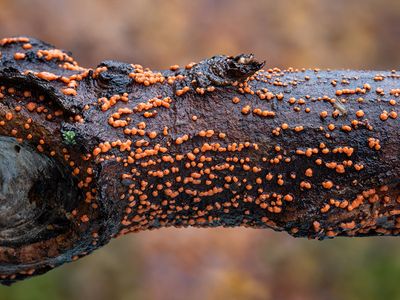 Coral Spot Fungus