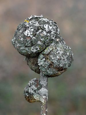Galls with Lichens