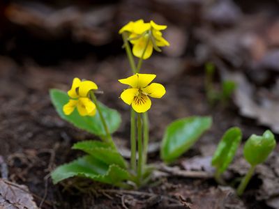 Round-leaved Yellow Violet