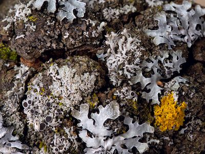 Lichens on gall