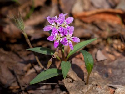 Carolina Spring Beauty