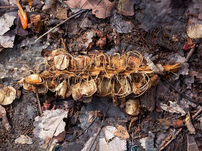 Cucumber Tree Fruit Skeleton