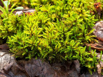 American Tree Moss