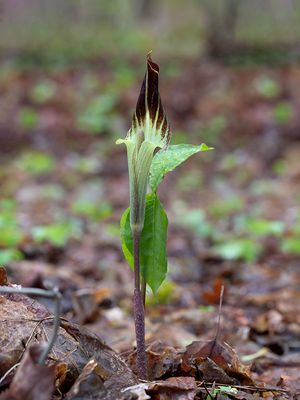 Jack-in-the-pulpit