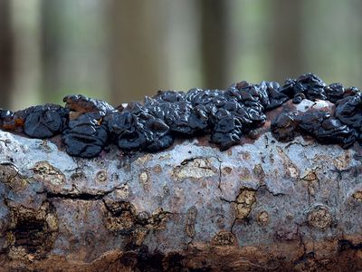 Black Jelly Roll Fungus