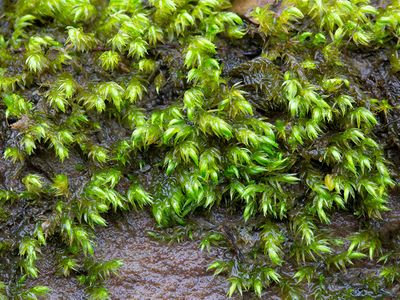 Satin Foxtail Moss