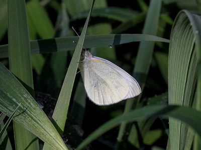 Cabbage White Butterfly