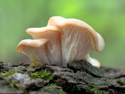 Oyster Mushroom