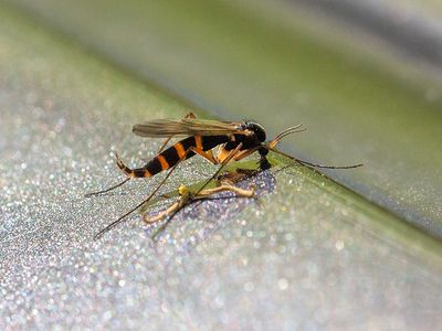 Fungus Gnat