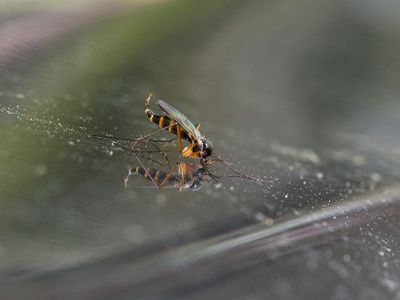 Fungus Gnat