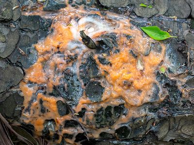 Deer Vomit Fungus on Hemlock Tree