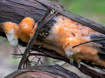 Deer Vomit Fungus on Grape Vine