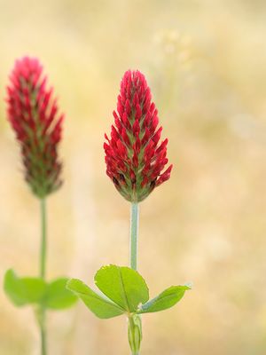 Crimson Clover