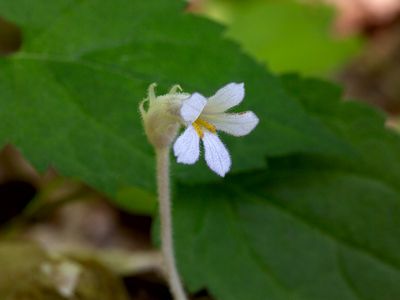 One-Flowered Cancer-Root