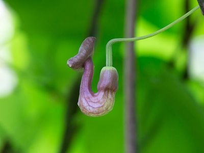 Dutchmans Pipe