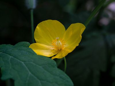 Celandine Poppy